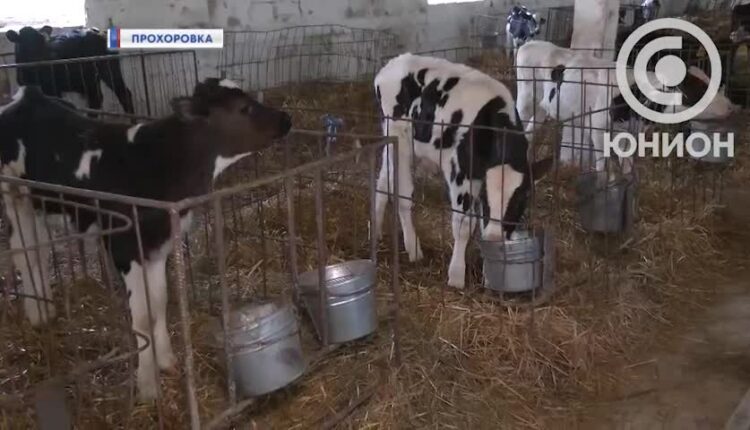Один из передовых производителей молочной продукции начал работать в Республике